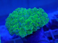 画像1: No.4 タコアシサンゴ　ツートン (1)