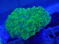 画像2: No.4 タコアシサンゴ　ツートン (2)