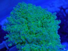 画像1: No.5 タコアシサンゴ　ツートン (1)