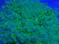 画像2: No.5 タコアシサンゴ　ツートン (2)