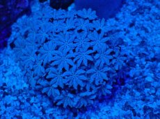 画像1: No.1 フィジー産 クダサンゴ　ホワイトカラー (1)