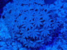 画像2: No.1 フィジー産 クダサンゴ　ホワイトカラー (2)