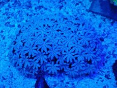 画像1: No.2 フィジー産 クダサンゴ　ホワイトカラー (1)