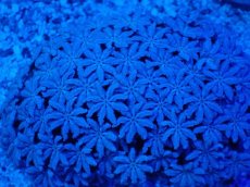 画像2: No.2 フィジー産 クダサンゴ　ホワイトカラー (2)