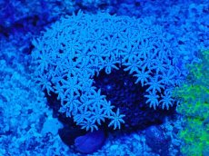 画像1: No.3 フィジー産 クダサンゴ　ホワイトカラー (1)