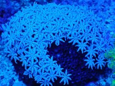 画像2: No.3 フィジー産 クダサンゴ　ホワイトカラー (2)