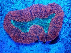 画像1: No.2 オーストラリア産 ハナガタサンゴ　ツートン (1)