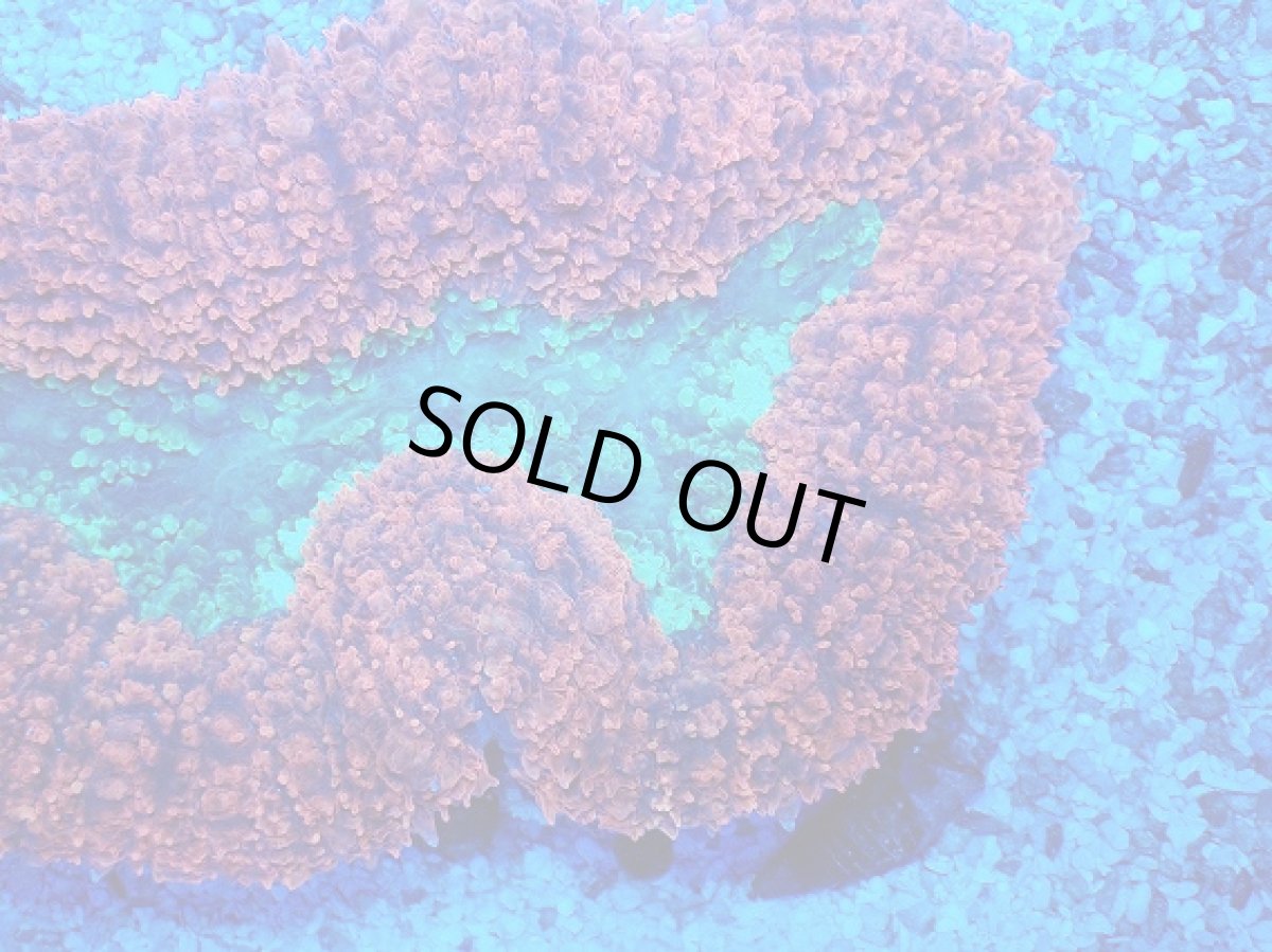 画像2: No.2 オーストラリア産 ハナガタサンゴ　ツートン (2)