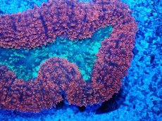 画像2: No.2 オーストラリア産 ハナガタサンゴ　ツートン (2)