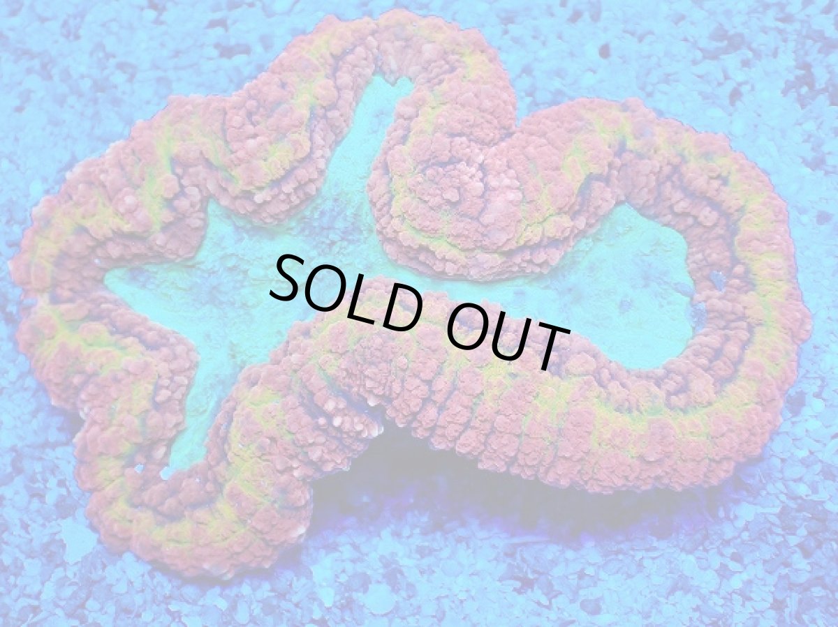 画像1: No.3 オーストラリア産 ハナガタサンゴ　マルチカラー　　【珍しい、レアな個体♪】 (1)