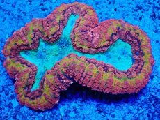 画像1: No.3 オーストラリア産 ハナガタサンゴ　マルチカラー　　【珍しい、レアな個体♪】 (1)