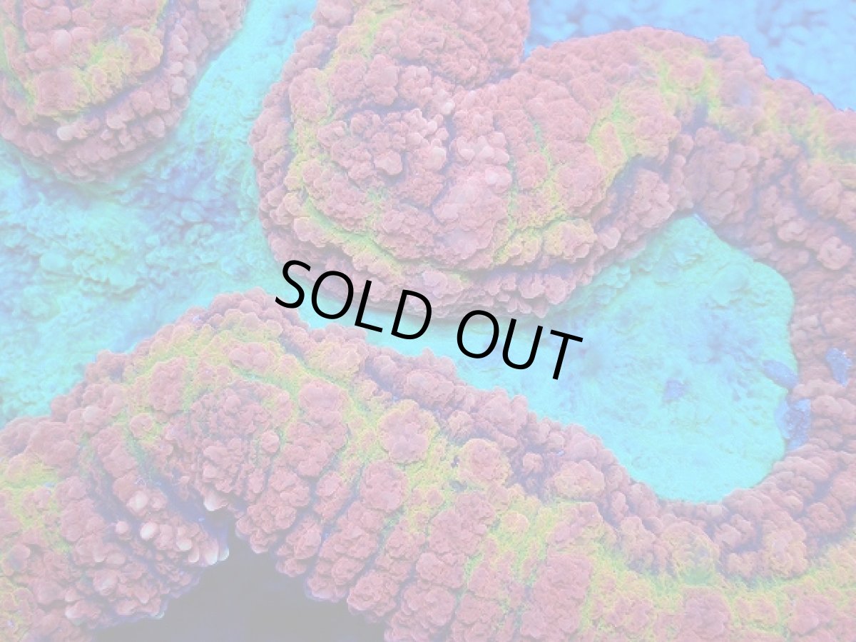 画像2: No.3 オーストラリア産 ハナガタサンゴ　マルチカラー　　【珍しい、レアな個体♪】 (2)