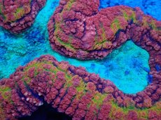 画像2: No.3 オーストラリア産 ハナガタサンゴ　マルチカラー　　【珍しい、レアな個体♪】 (2)