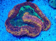 画像1: No.1 CF ダイノウサンゴ　メタリックマルチカラー (1)