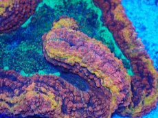 画像2: No.1 CF ダイノウサンゴ　メタリックマルチカラー (2)