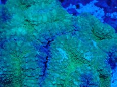 画像2: No.10 ハナガタサンゴ ツートン (2)