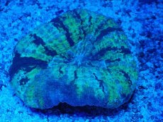 画像1: No.11 ガラハナガタサンゴ ツートン (1)