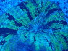 画像2: No.11 ガラハナガタサンゴ ツートン (2)