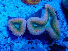 画像1: No.12  オーストラリア産 ハナガタサンゴ　マルチカラー (1)