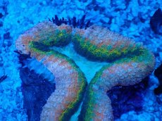 画像2: No.12  オーストラリア産 ハナガタサンゴ　マルチカラー (2)