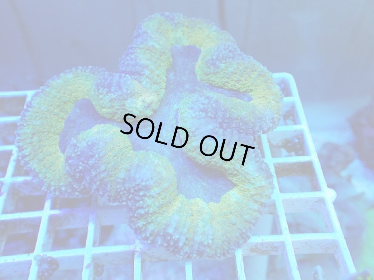 画像1: No.13 ハナガタサンゴ ツートン (1)