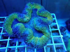 画像1: No.13 ハナガタサンゴ ツートン (1)