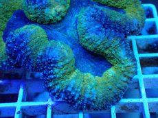 画像2: No.13 ハナガタサンゴ ツートン (2)