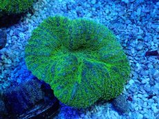 画像1: No.14 ハナガタサンゴ ツートン (1)