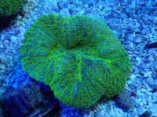 画像2: No.14 ハナガタサンゴ ツートン (2)