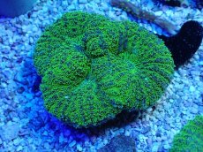 画像1: No.15 ハナガタサンゴ ツートン (1)