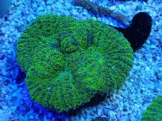 画像2: No.15 ハナガタサンゴ ツートン (2)