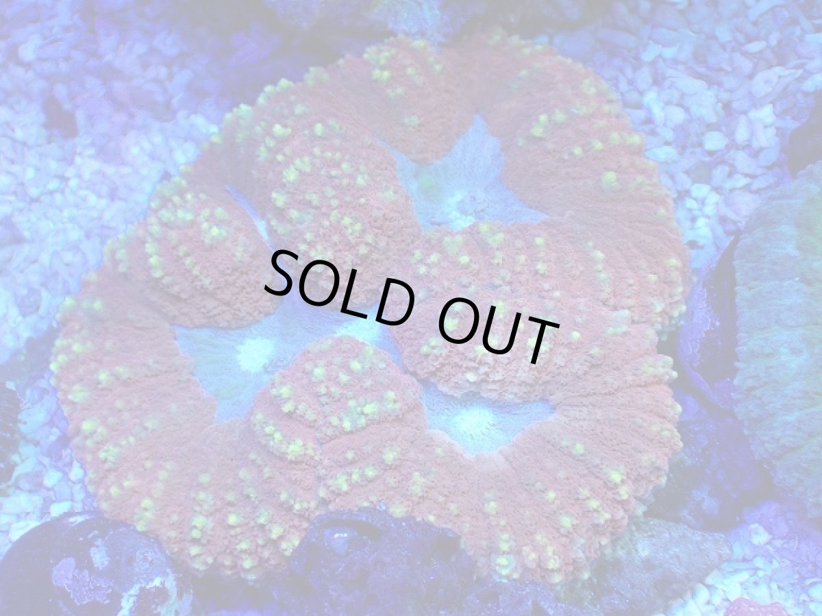 画像1: No.16 ハナガタサンゴ マルチカラー (1)