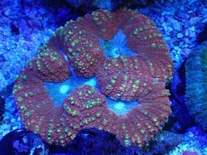 画像1: No.16 ハナガタサンゴ マルチカラー (1)