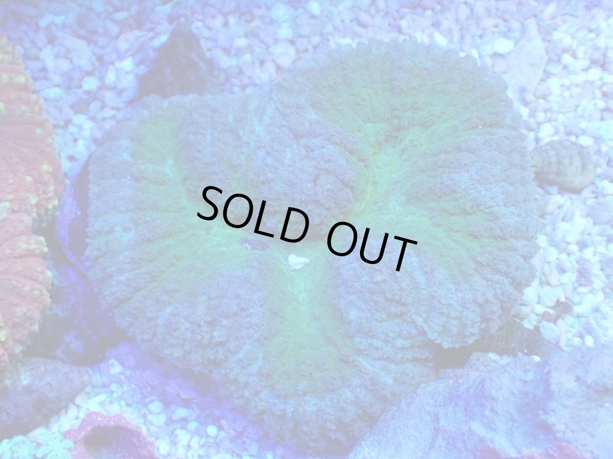 画像1: No.17 ハナガタサンゴ ツートン (1)