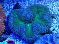 画像1: No.17 ハナガタサンゴ ツートン (1)