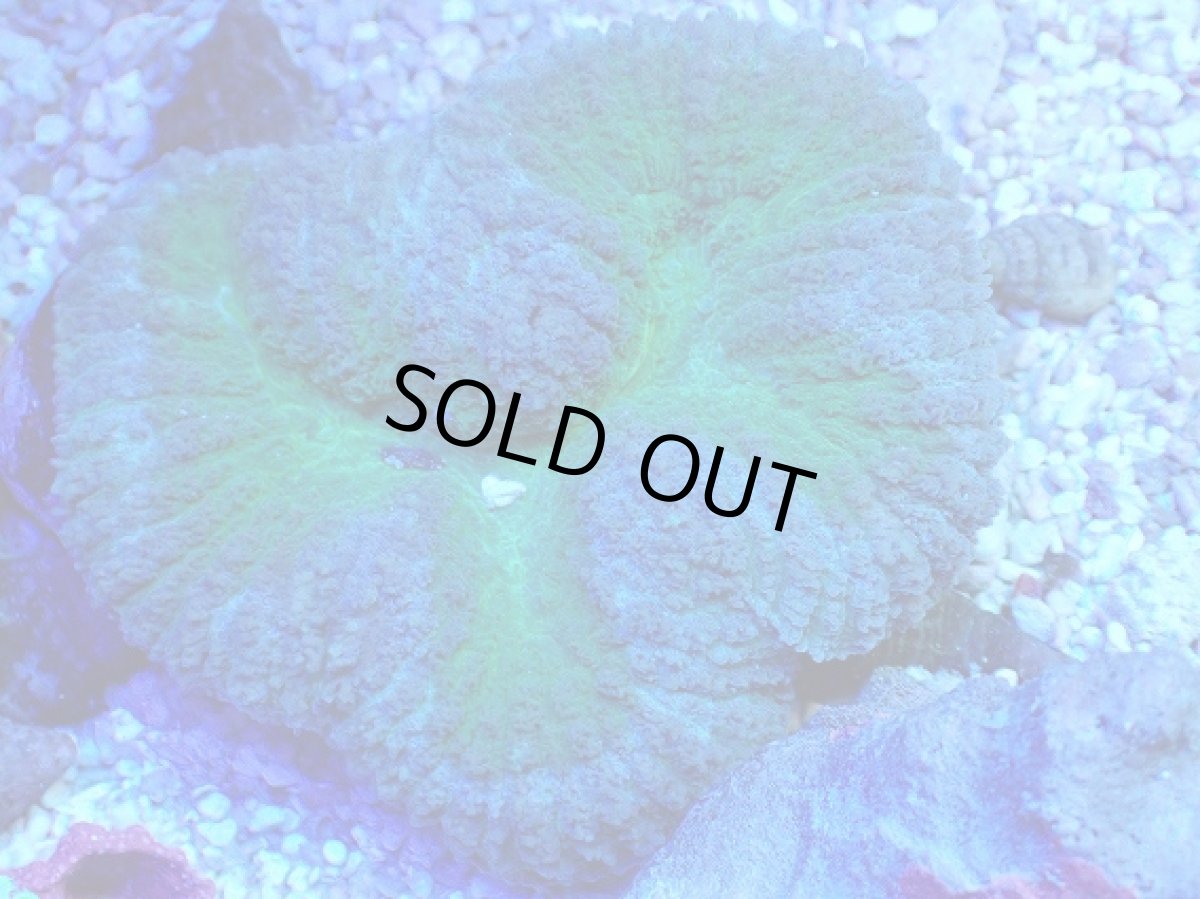 画像2: No.17 ハナガタサンゴ ツートン (2)