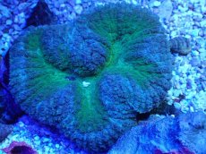 画像2: No.17 ハナガタサンゴ ツートン (2)