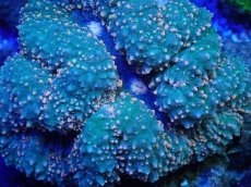 画像2: No.18 ハナガタサンゴ ツートン (2)