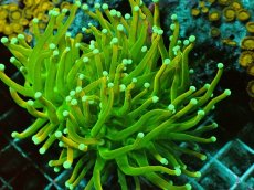 画像1: No.1 Holy grail Torch ホーリーグレイル Banana　　【珍しい、レアな個体♪】 (1)