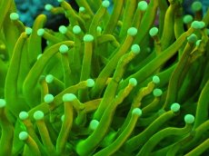 画像2: No.1 Holy grail Torch ホーリーグレイル Banana　　【珍しい、レアな個体♪】 (2)