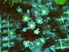 画像1: No.1 フィジー産　ツツウミヅタ　グリーンコア (1)