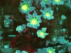 画像2: No.1 フィジー産　ツツウミヅタ　グリーンコア (2)