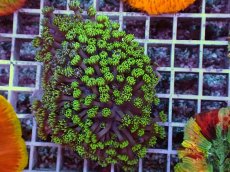 画像1: No.1 ハナガササンゴ　グリーン (1)