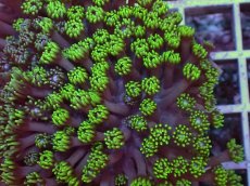 画像2: No.1 ハナガササンゴ　グリーン (2)