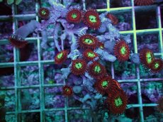 画像1: No.1 Magician zoa　　【人気No.1】 (1)