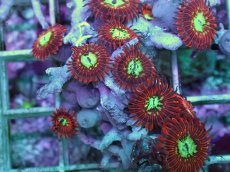 画像2: No.1 Magician zoa　　【人気No.1】 (2)