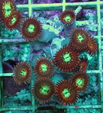 画像1: No.2 Magician zoa　　【人気No.1】 (1)