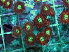 画像2: No.2 Magician zoa　　【人気No.1】 (2)