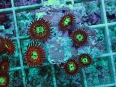 画像1: No.3 Magician zoa　　【人気No.1】 (1)