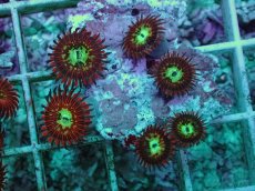 画像2: No.3 Magician zoa　　【人気No.1】 (2)